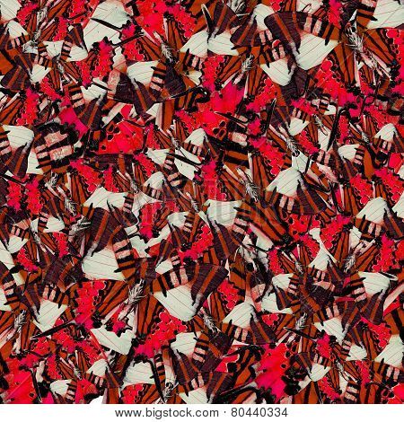 Compilation of Five-bar Swordtail Butterflies through a great of Red Background Patterns