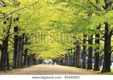 The Street Nearby Meiji Jingu Gaien