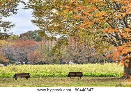 The Street Nearby Meiji Jingu Gaien