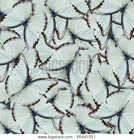 Consolidation of White butterflies Chocolate Albatross butterfly pile up in a great background patterns