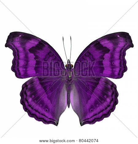 Elegant purple butterfly in fancy color isolated on white background