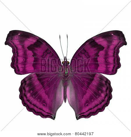 Elegant sweet pink butterfly in fancy color isolated on white background