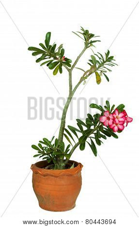 Azalea