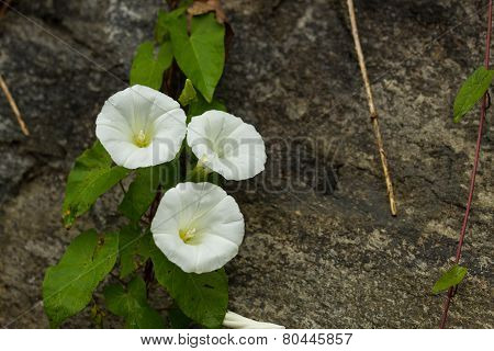 White Convolvulus Flowers