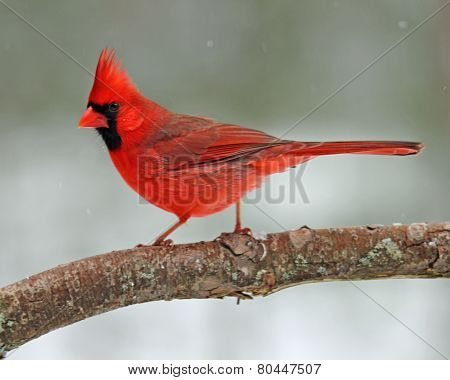 Snow Cardinal