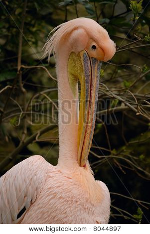 Pelican