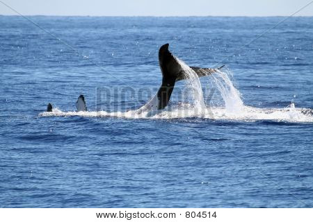 Китов, играя на него возвращается