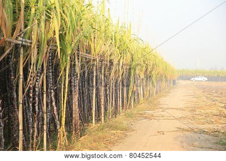 sugarcane plants in growth at field