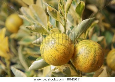Citrus