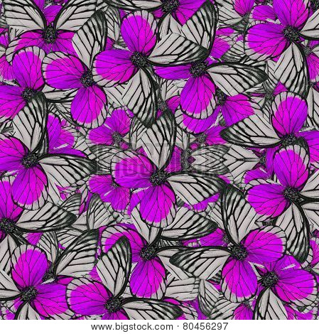Exotic Of Violet Background Pattern Made Of Fancy Red-spot Sawtooth Butterflies