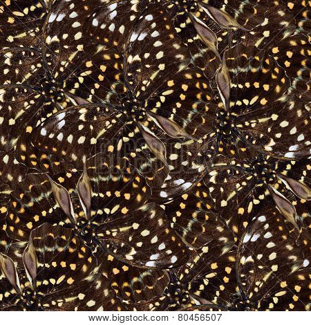 Exotic Of Yellow And Brown Background Texture Made Of Great Archduke Butterflies