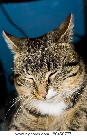 Tabby Cat Posing