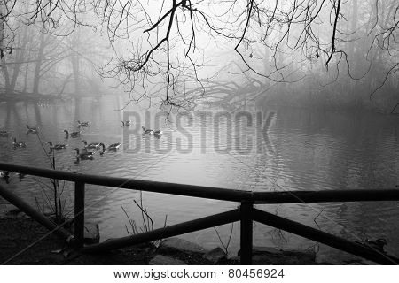 Winter scene