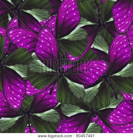 Exotic Purple Background Textured From Stripe Blue Crow Butterflies In Fancdy Color