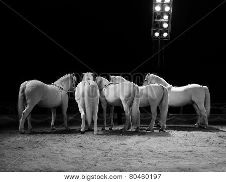 WHITE HORSES