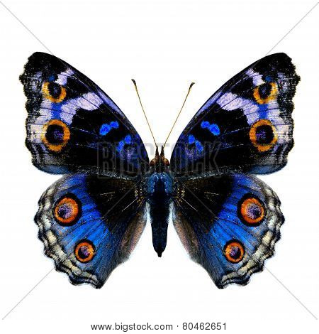 Female Blue Pansy Butterfly (junonia Orithya) Upper Wing Profile In Natural Color Isolated On White