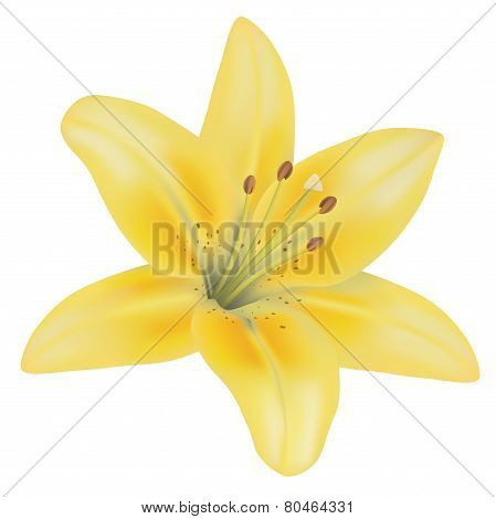Yellow Lily
