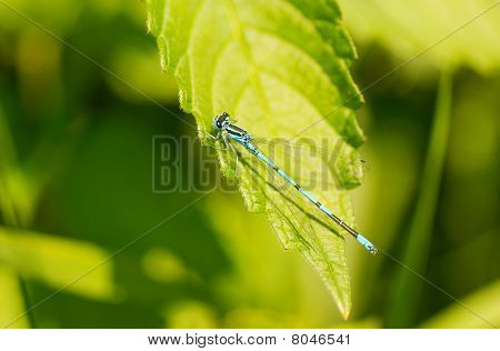 Blue Dragonfly on a leaf