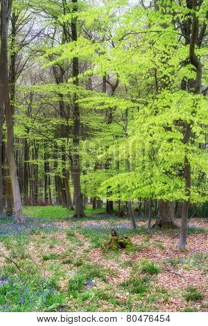 Stunning Bluebell Flowers In Spring Forest Landscape