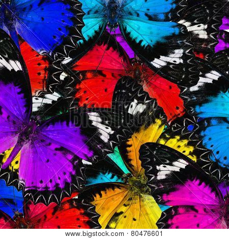 Mix Of Various Color Malay Lacewing Butterflies In A Gace Complilation Background Texture