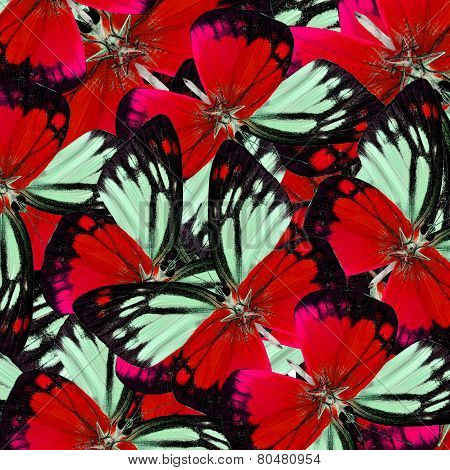 Red Background Texture Made Of Fancy Orange Gull Butterflies