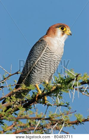 A rednecked falcon (Falco chiquera) perched on a branch, Etosha National Park, Namibia 