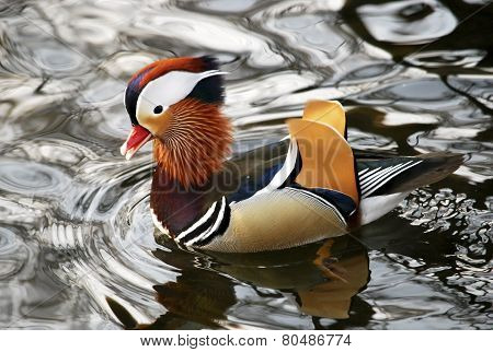 Mandarin duck male in the Royal Baths Park in Warsaw