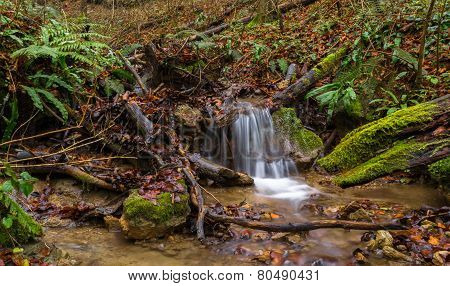 Forrest Waterfall