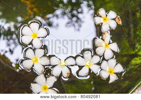Plumeria Flower (frangipani) Floating In The Water