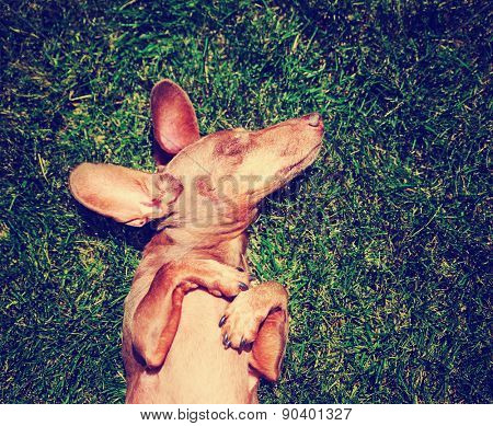  a happy dachshund on fresh green grass with his ears out toned with a retro vintage instagram filter effect app or action (shallow dof - on eye)