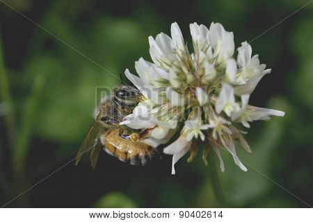Honey Bee