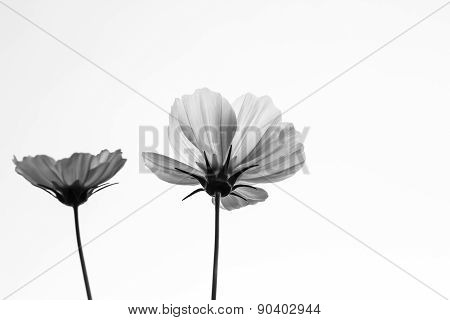 Cosmos Flower In Garden