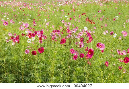 Cosmos Flower In Garden