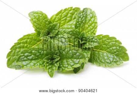 Green mint leaves isolated on a white background.
