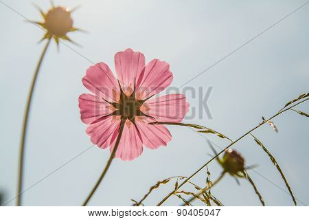 Cosmos Flower In Garden