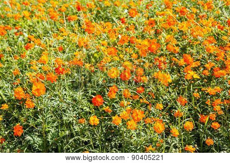 Yellow Cosmos Flower In Garden