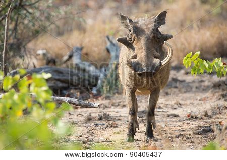 Warthog With One Broken Teeth Walking Among Short Grass