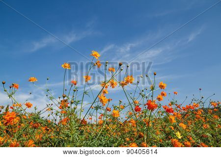 Yellow Cosmos Flower In Garden