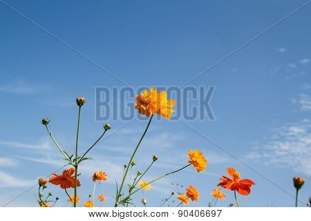 Yellow Cosmos Flower In Garden