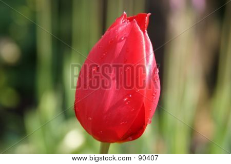 Rote Tulpe