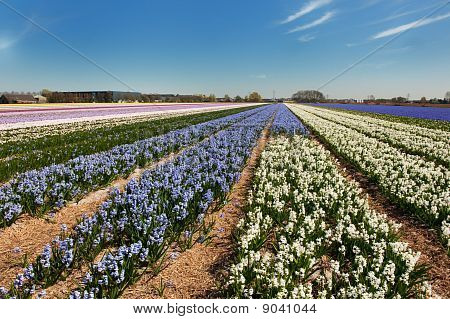 Paesaggio olandese con le lampadine di fiore