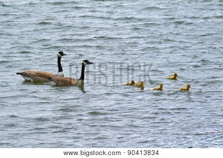 goose