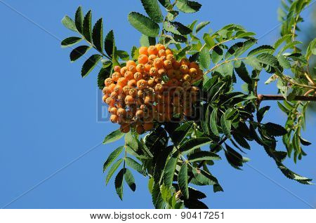 Mountain Ash Berries