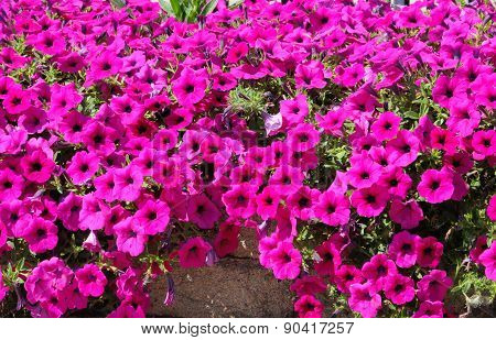 Pink Petunias