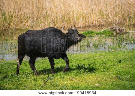 Cows On Island Of St. Ahileos At Lake Prespa, Greece