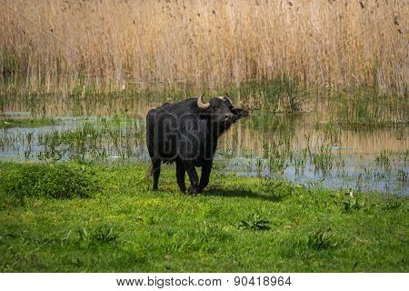 Cows On Island Of St. Ahileos At Lake Prespa, Greece