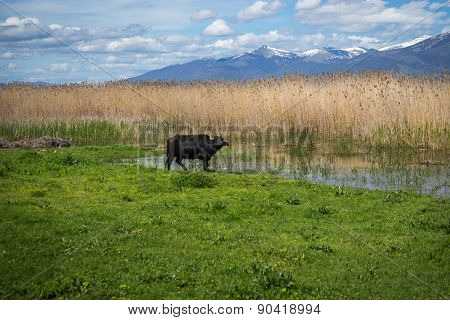 Cows On Island Of St. Ahileos At Lake Prespa, Greece