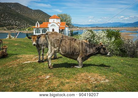 Cows On Island Of St. Ahileos At Lake Prespa, Greece