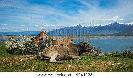 Cows On Island Of St. Ahileos At Lake Prespa, Greece