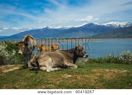 Cows On Island Of St. Ahileos At Lake Prespa, Greece